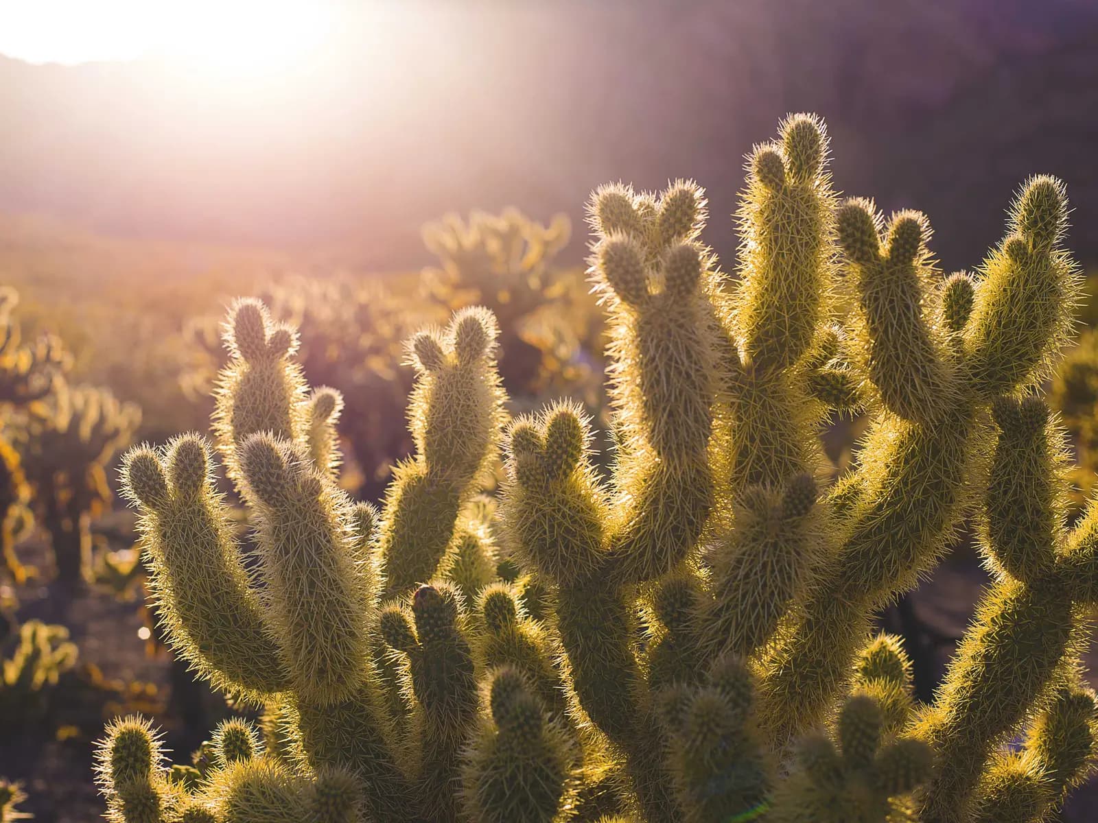 简报封面